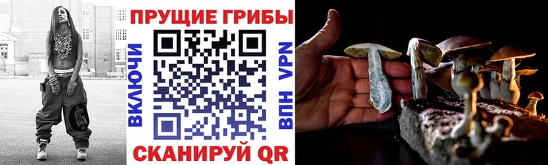 Галлюциногенные грибы Psilocybe  Кирс 
